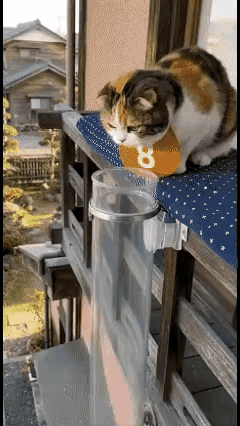 全网最惨三花猫出现了！主人在家装了个透明玻璃桶，猫咪远远一看，以为是专属下