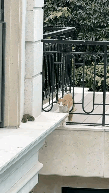 喵星人:给你机会了，你没把握住，那就不怪我了。