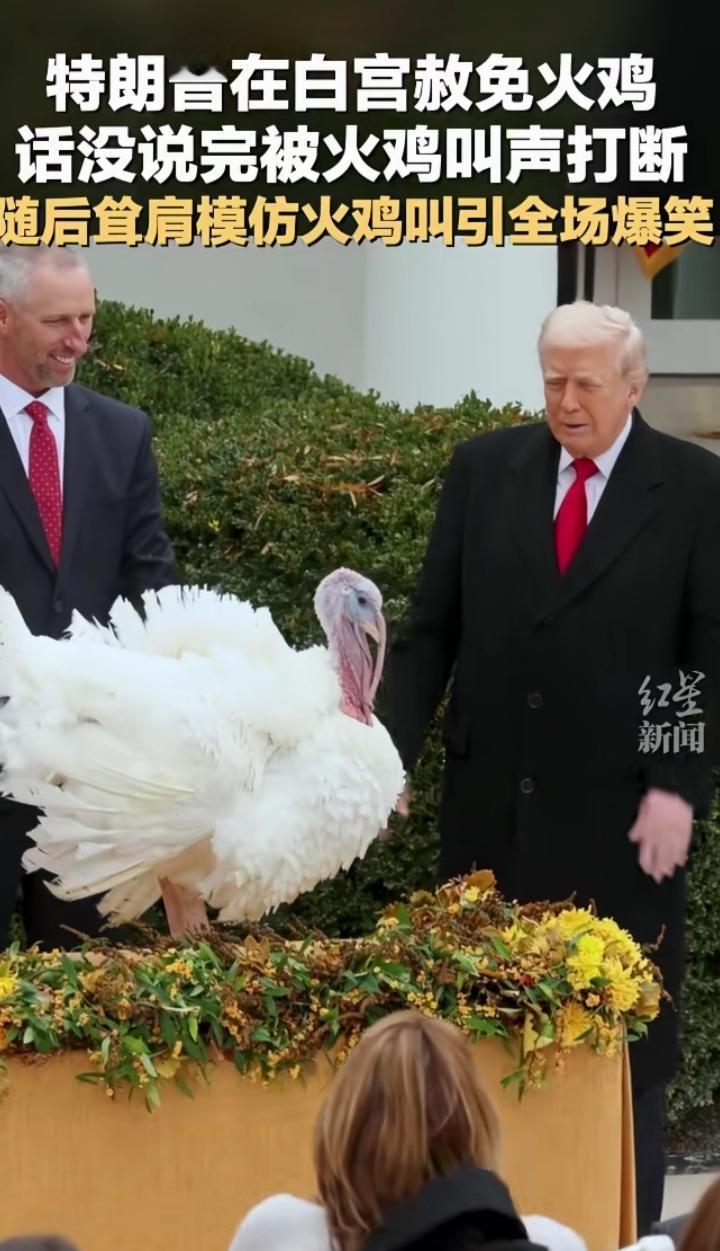 老特你是来搞笑的吗？他在白宫参加传统火鸡赦免仪式时，本来挺庄重一事儿，结果直接变