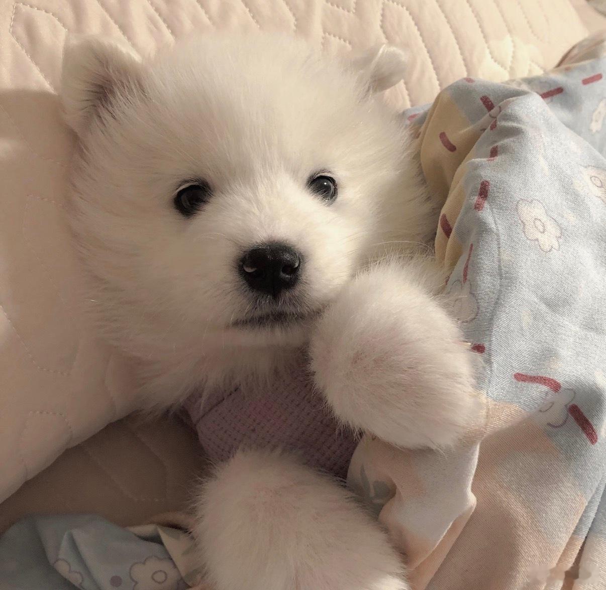 没有义务不喜欢萨摩耶塑