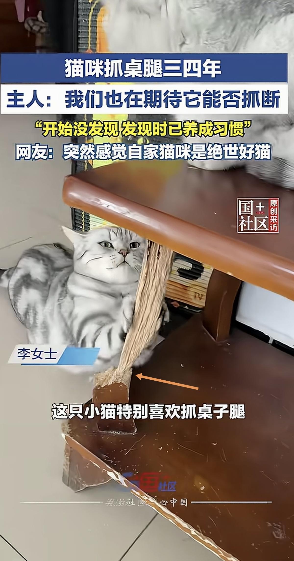 时间的力量！猫咪能把桌腿抓成这样，已经不再是淘气和“拆家”所能解释的了。据报