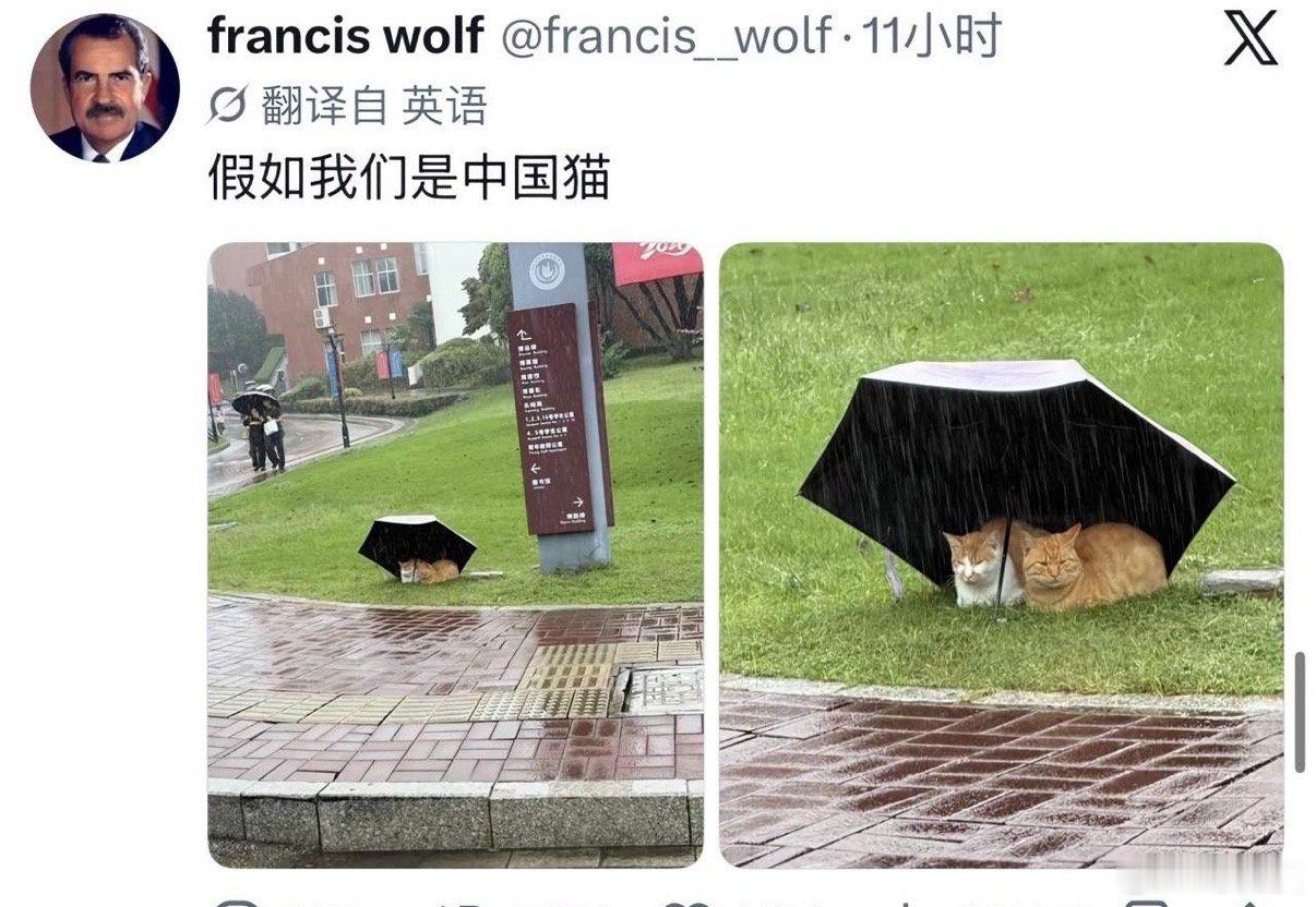 外网热议的一个帖子，“假如我们是中国猫”​​​