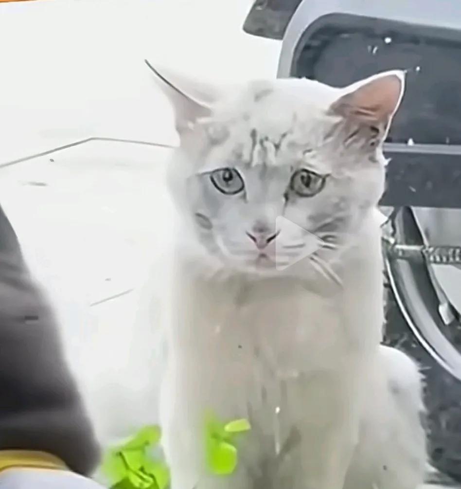 妈妈去世以后，来的这只猫总是远远的就这样看着他！真的有轮回吗？一个朋友，他以前是