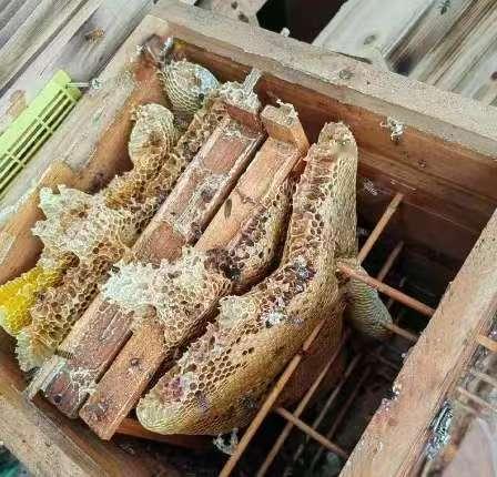 “聪明过头！”12月25日报道，湖北一男子，为了提高蜂蜜产量，趁别人不注意，偷了