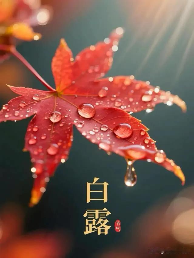 白露在头，三九乱穿衣；白露在尾，三九冻死牛！今年白露头还是尾老辈农谚“白露在