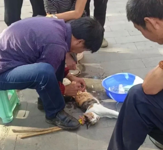 天呀，街头绝育猫狗，不打麻药直接做一只猫80元，一只狗120元