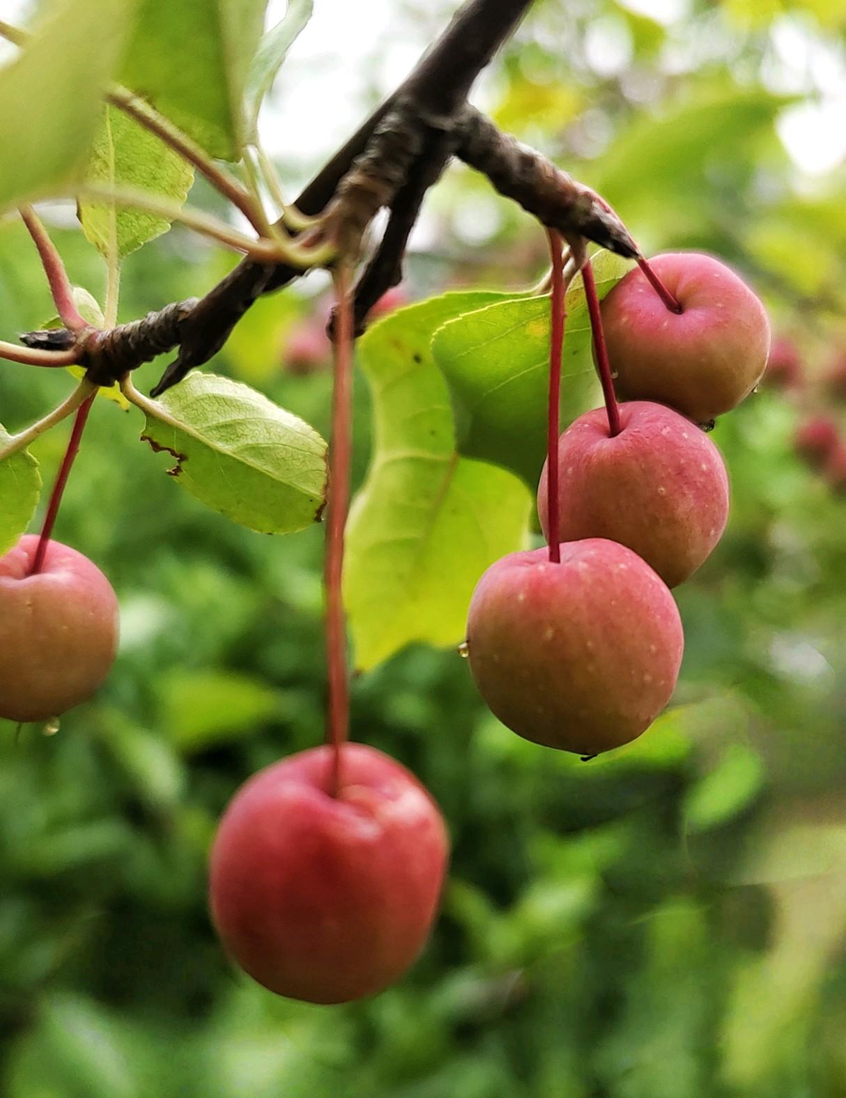 秋日水果🍒红彤彤海棠果美味攻略！秋天，一树一树红彤彤挂满枝头，像挂满了迷你红