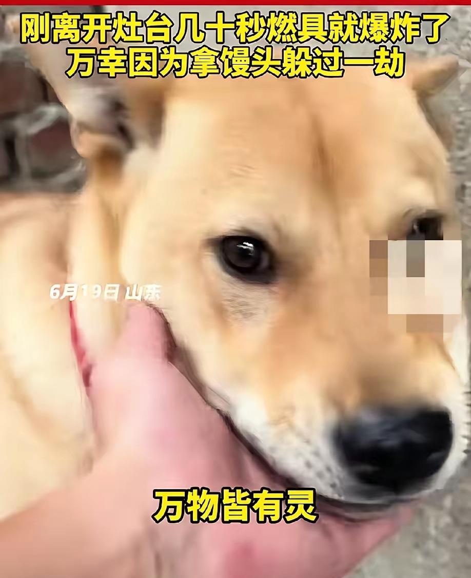 我开始有点理解那条大黄狗了。6月19日，山东。男人在灶台前煮粽子，身后的大黄狗