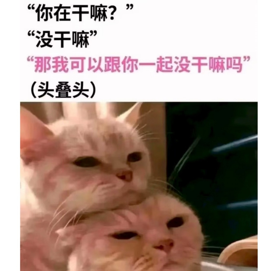 存一些我喜欢的动物meme