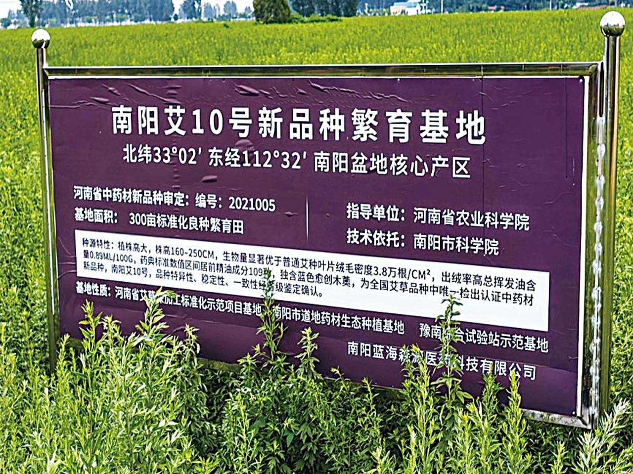 咱南阳的艾草，以前按斤称，老乡愁得直嘬牙花子；现在按克卖，一根艾条翻几十倍。