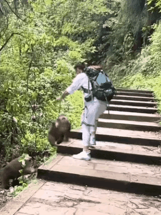 景区两只猴子扑向男游客，被一脚踹回，接下来的画面让网友笑喷一个男游客走着走着