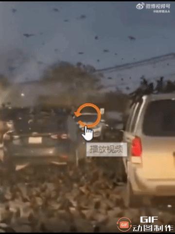 瞒得住大众，却瞒不住乌鸦。特拉维夫的天空布满了乌鸦，一般情况，它们对腐尸特别敏