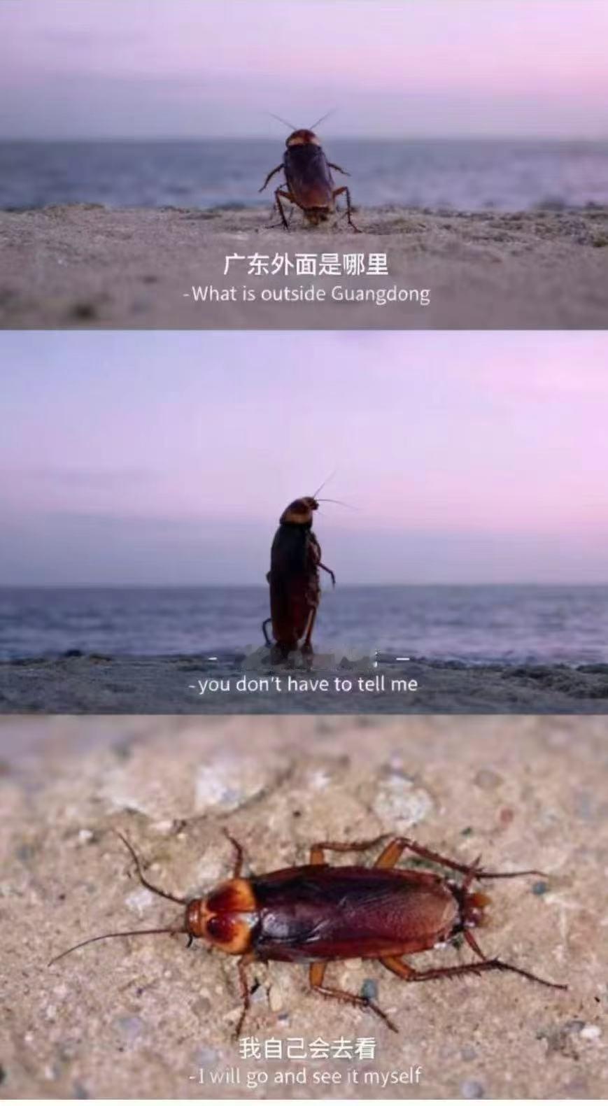 广东的外面是什么？哈哈哈，笑死我了。​​​