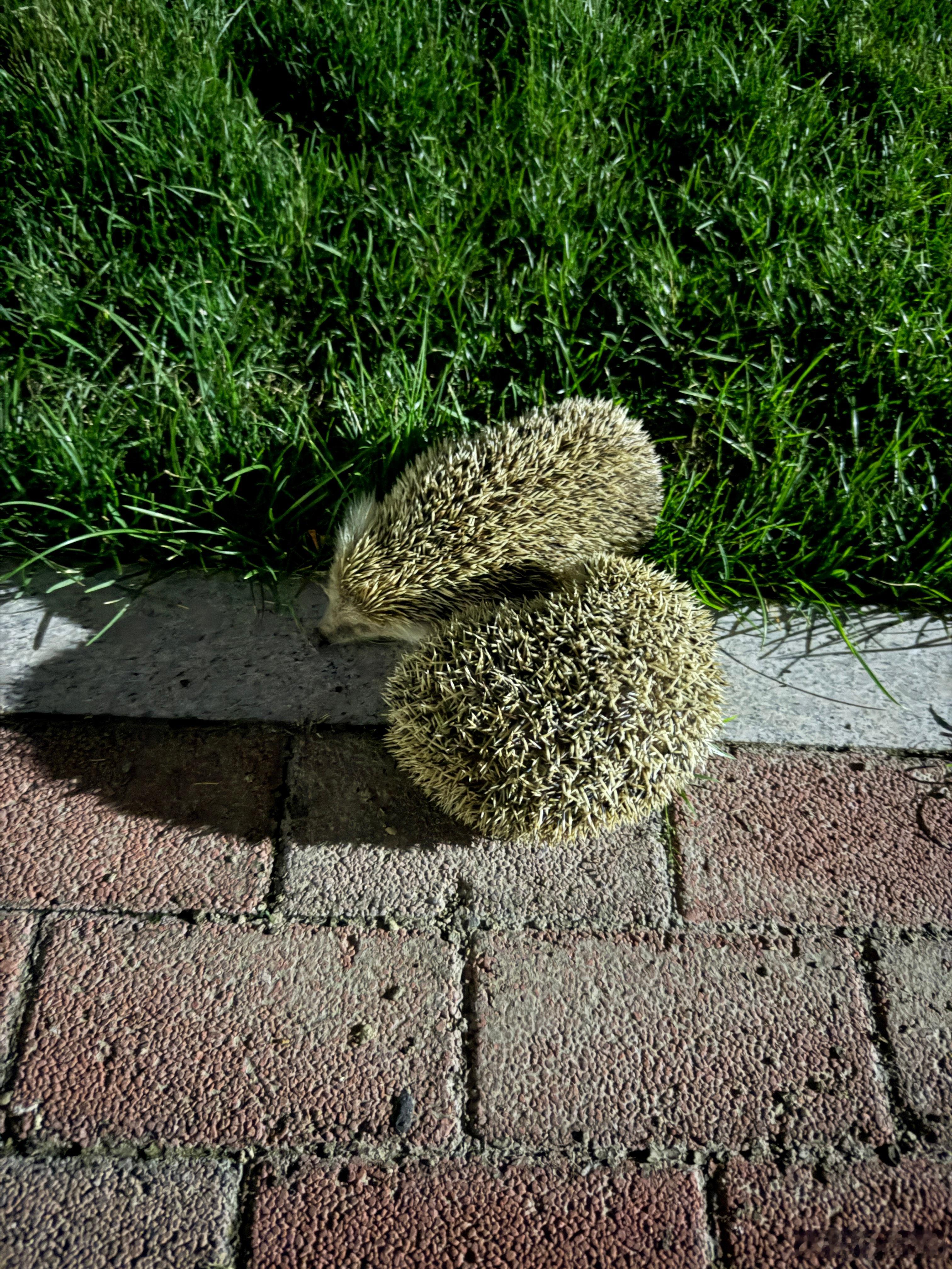 这俩刺猬在路边睡觉呢[捂脸哭]还打呼噜啥时候能这么松弛就好了​​​