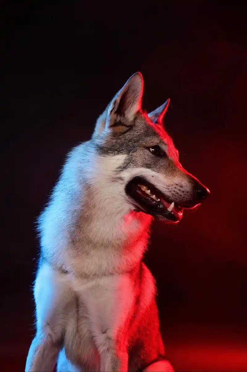 罪犯大笑，谋杀有新招——烈性犬咬死2岁女童，狗主仅判三缓四！2025年12月