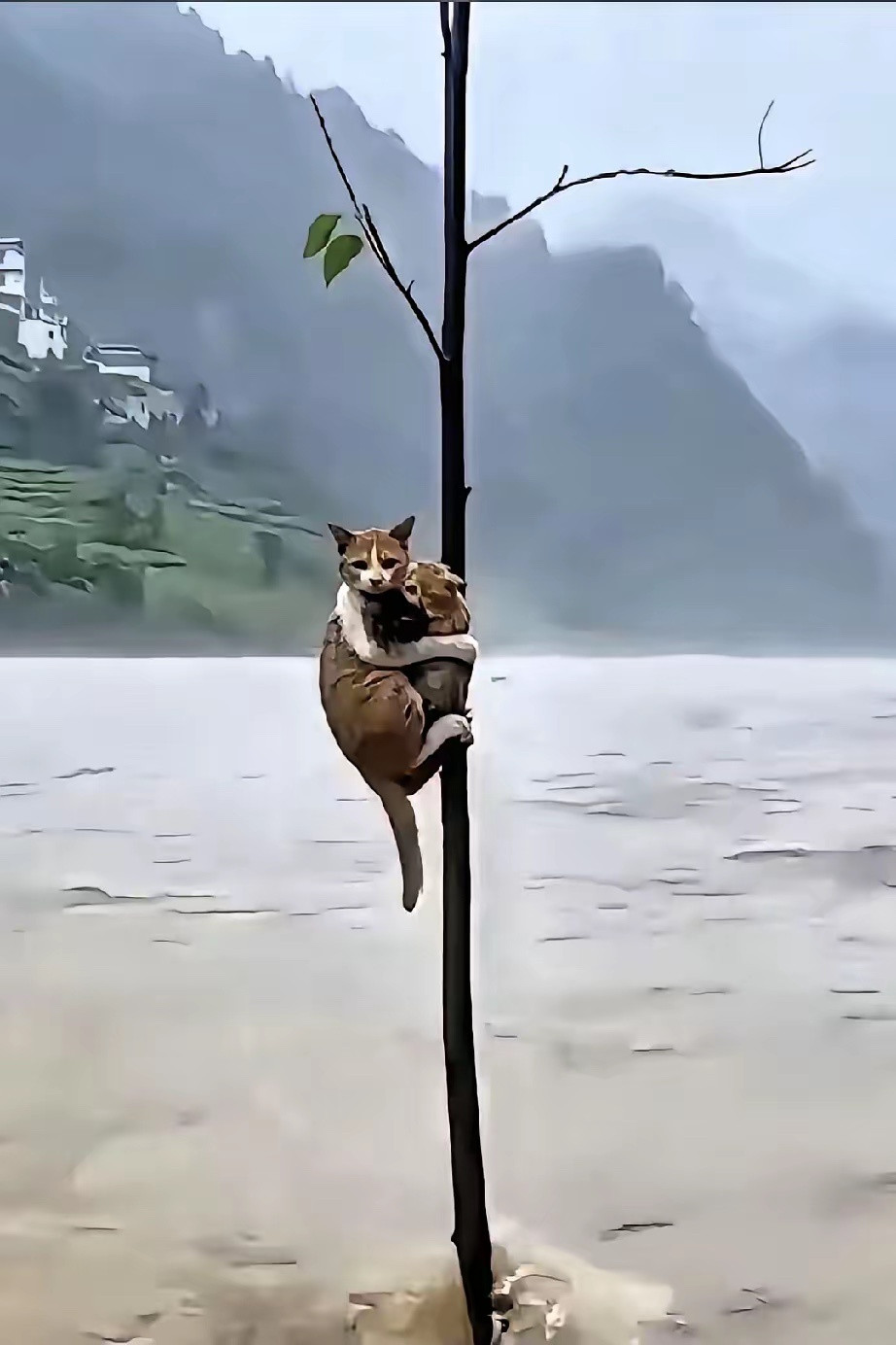 刷到这一幕，感动了无数网友，近期多地遭遇暴雨洪灾，水流湍急危险重重，洪水肆虐期间