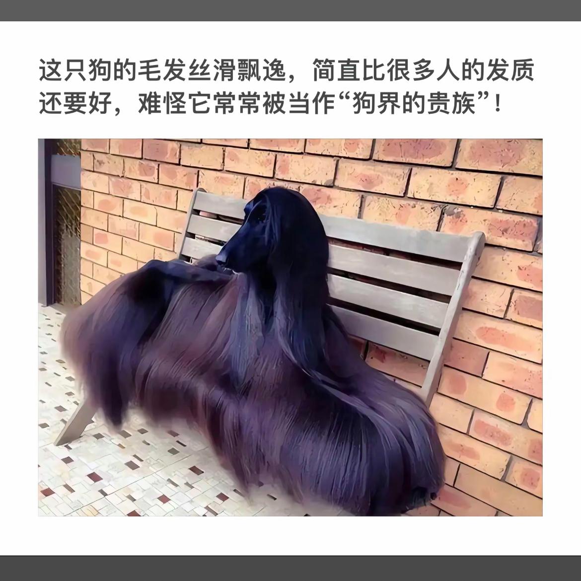 “狗界贵族”的奢华毛发，丝滑飘逸，令人羡慕！🐾💎