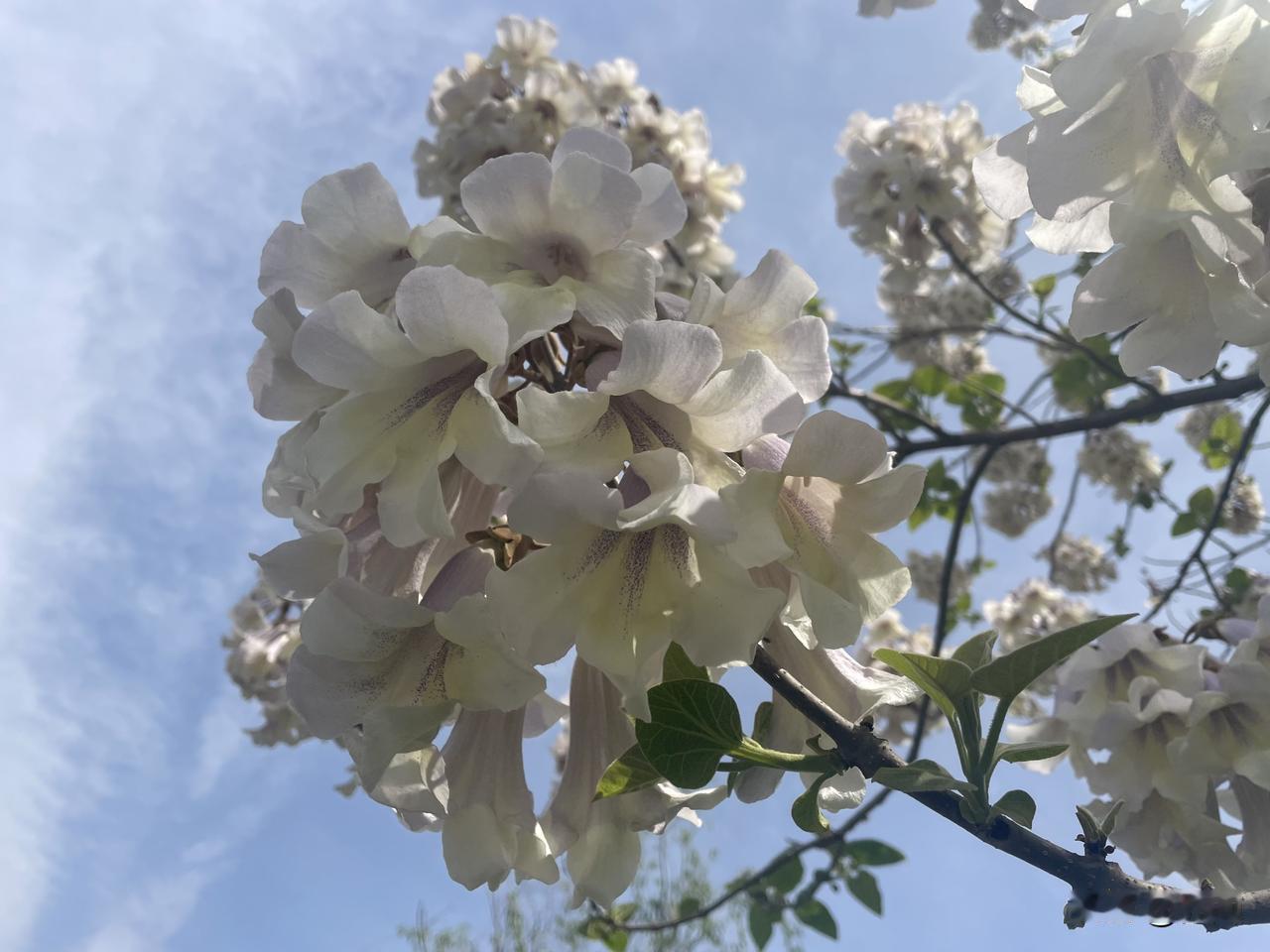 【七律•绿野春深恣纵苍】绿野春深恣纵苍，梧桐趁势溢流芳。鸦栖树杪织巢紧，蜂坐