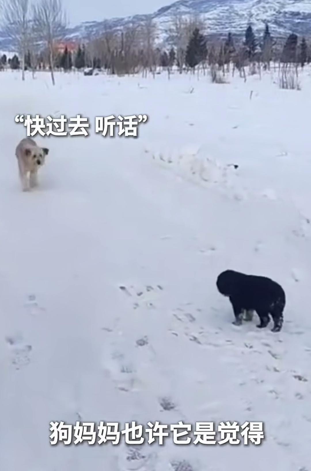 你见过最伟大的母爱是什么样？一只流浪狗妈妈在雪地里的举动，让无数人破防——它拼尽
