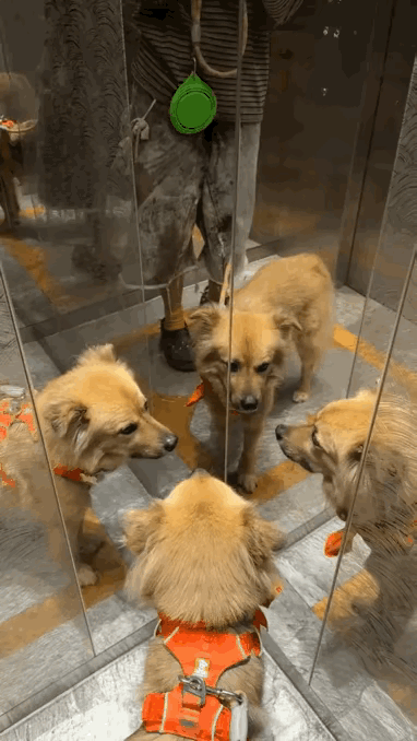 狗不会照镜子，下图为实例。当这条狗面对两面镜子时，从镜子里反射出了三个它，在这条