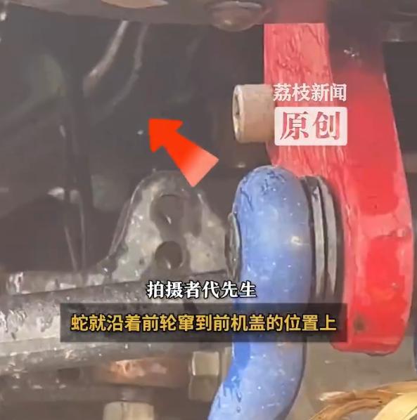 “太刺激了！”西藏，一司机开车途中，一条近4米长的眼镜王蛇突然横穿马路，吓得司机