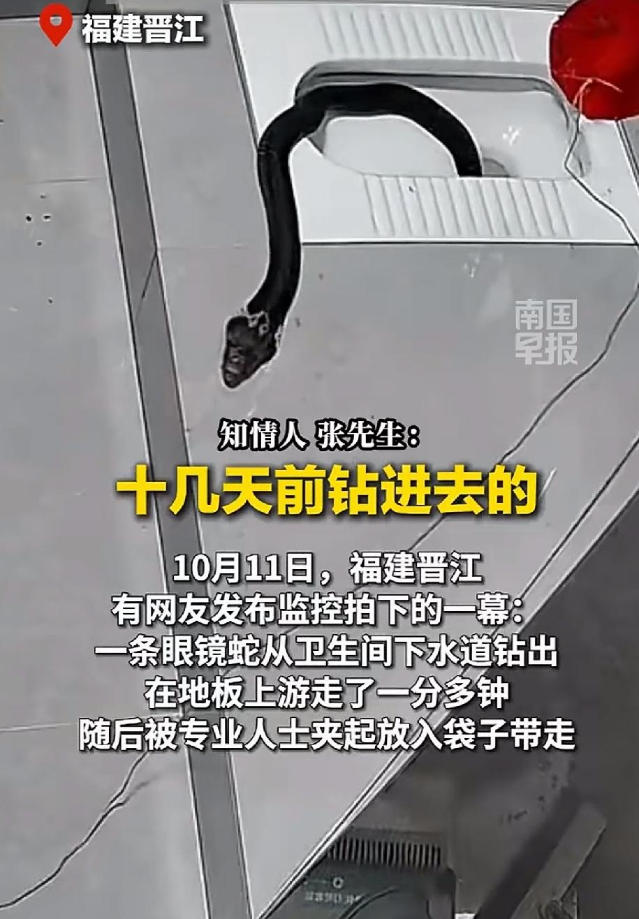 看了这个新闻，我都不敢上厕所了，福建晋江，卫生间下水道，一条眼镜蛇在里面10多