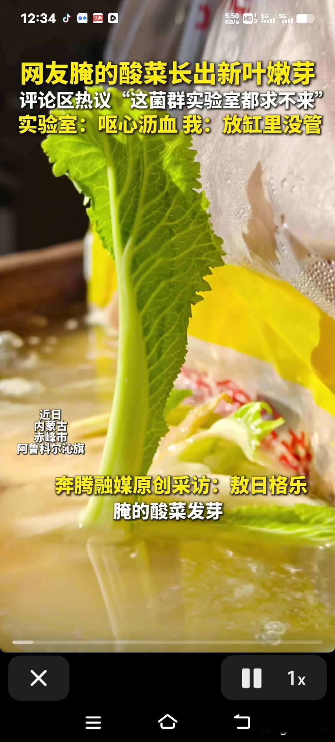 酸菜缸惊现奇迹！嫩芽长出引网友疯抢，当事人：免费助科研！酸菜缸里居然长出了嫩芽