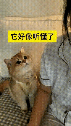 来回刷了好几遍这段视频，心里一直软乎乎的。主人难过得掉眼泪，对着自家橘猫念叨，不