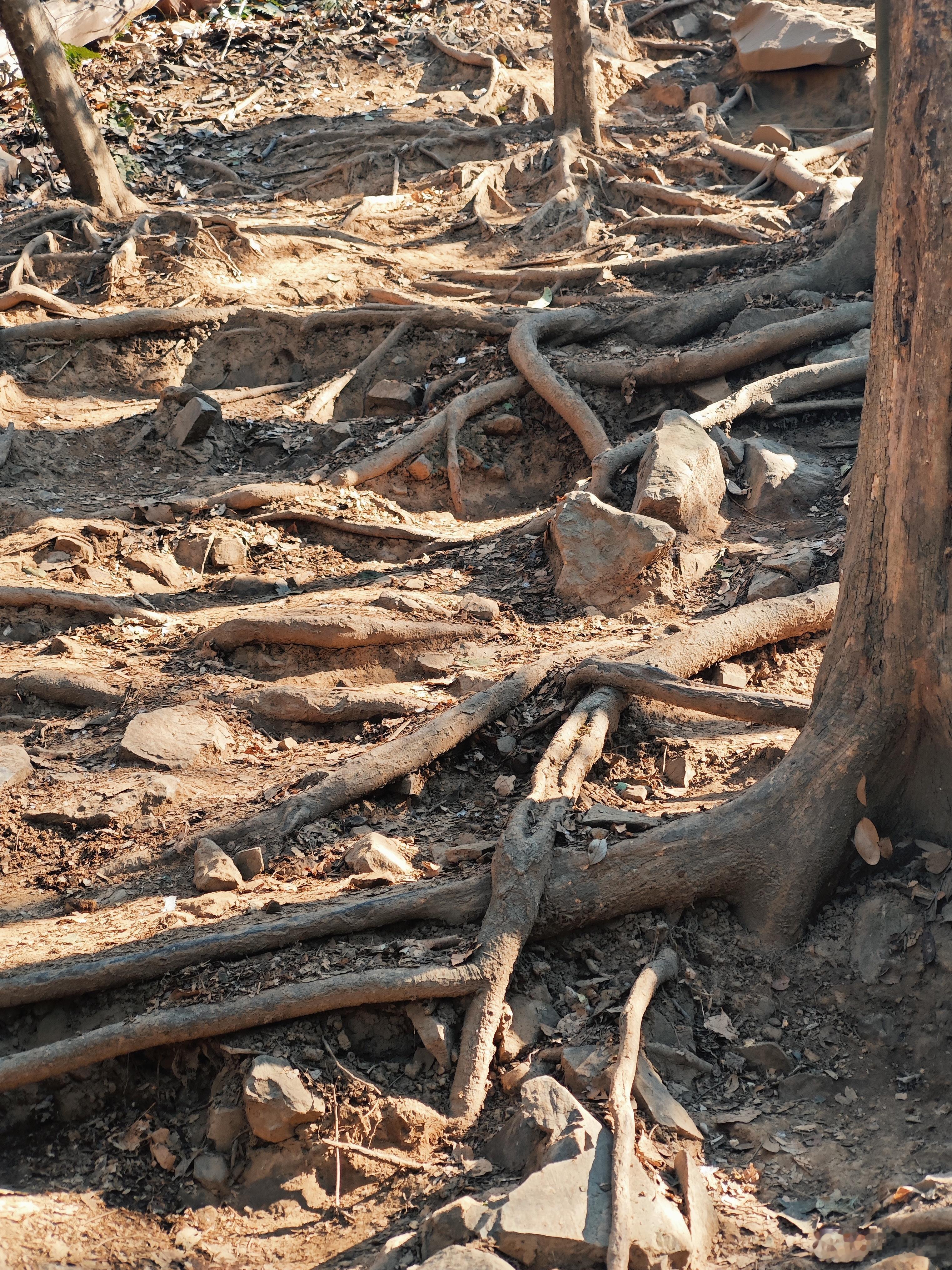 远赴人间惊鸿宴南京紫金山顶吃泡面2026第一爬！登顶紫金山！好像是被雪和雾凇