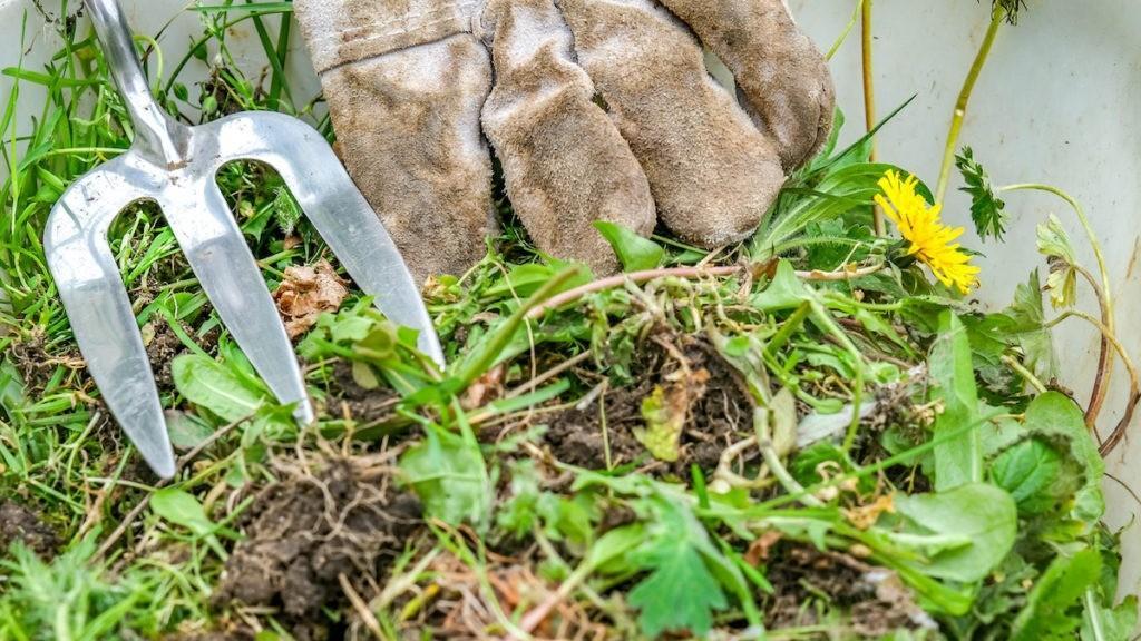 用剩香蕉皮别扔! 教你自制植物“神仙水”!