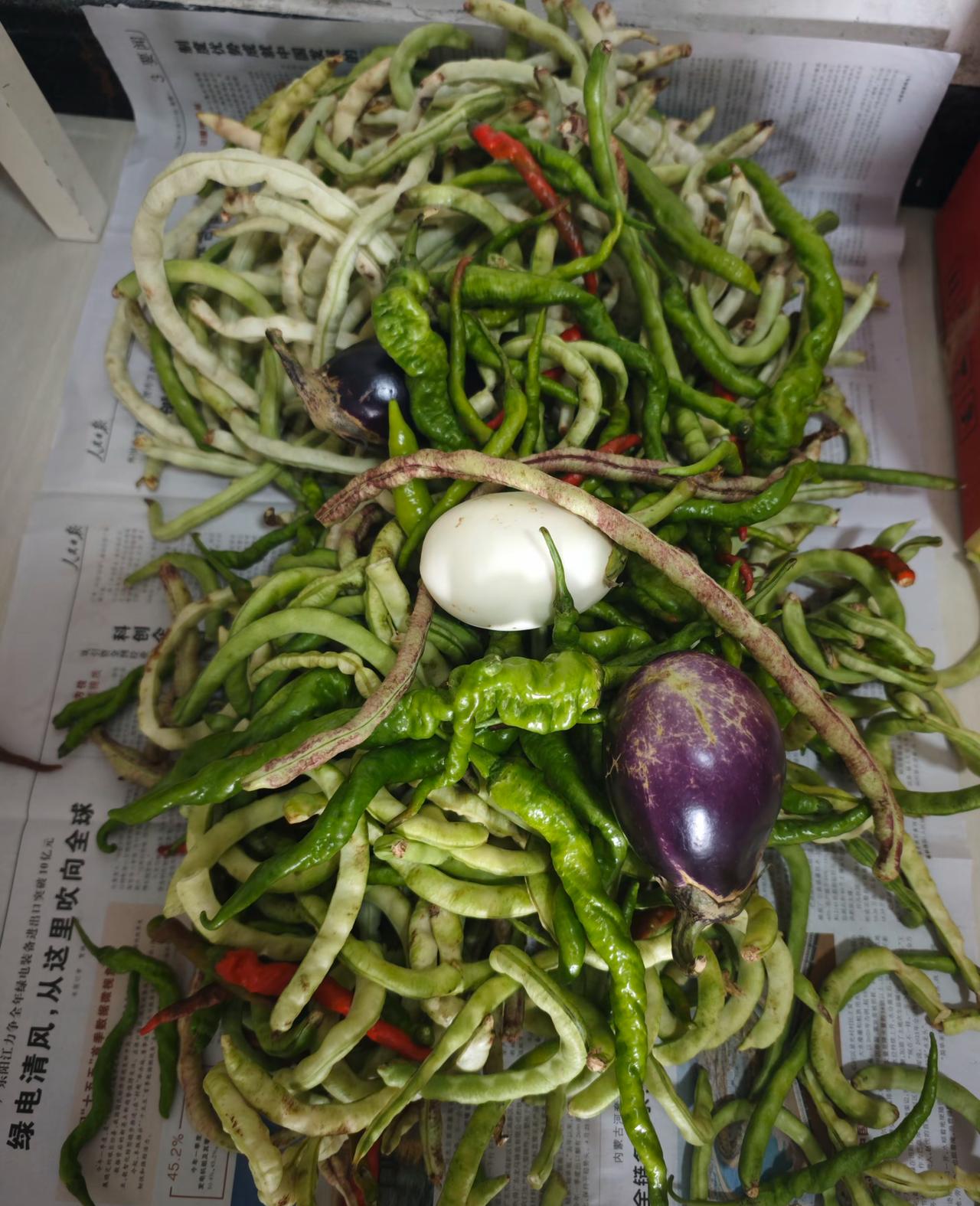 住在农村的大娘知道我爱吃老豆角里面的豆子，特意给我送了一大堆老豆角。把里面的