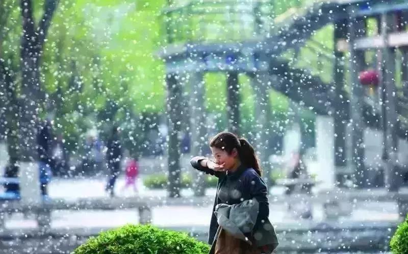 有观点认为，杨柳絮并不是今天才有，为什么以前没注意，而现在好像突然之间就成了个事