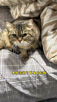 哎呀，瞅瞅这只小猫咪，简直精得很！一到晚上准点就犯困，颠颠跑到主人屋里来找伴儿睡