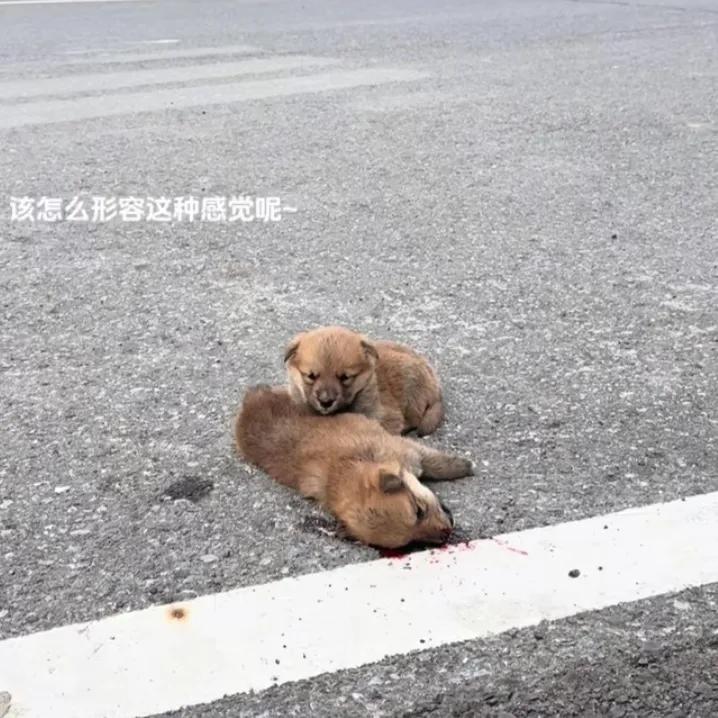 “眼泪止不住了！”小狗过马路时意外去世，同伴却一直守护在身边，久久不肯离去。幸运