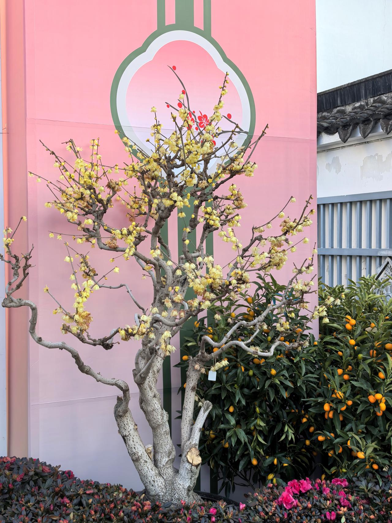 随手拍狮子林2026梅花精品展。冬入狮子林，暗香盈园，太湖石嶙峋错落间，宫粉吐艳