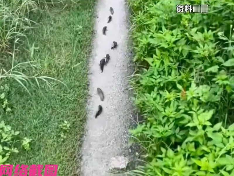 广西防城港某男子这天雨后回家，在路间看到雨后的路面上，竟然还有一排小鱼爬行像在赶