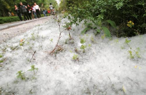 《为何“四月飞雪”？》杨柳树是雌雄异株植物，你看到的飞絮其实是雌株的种子。春