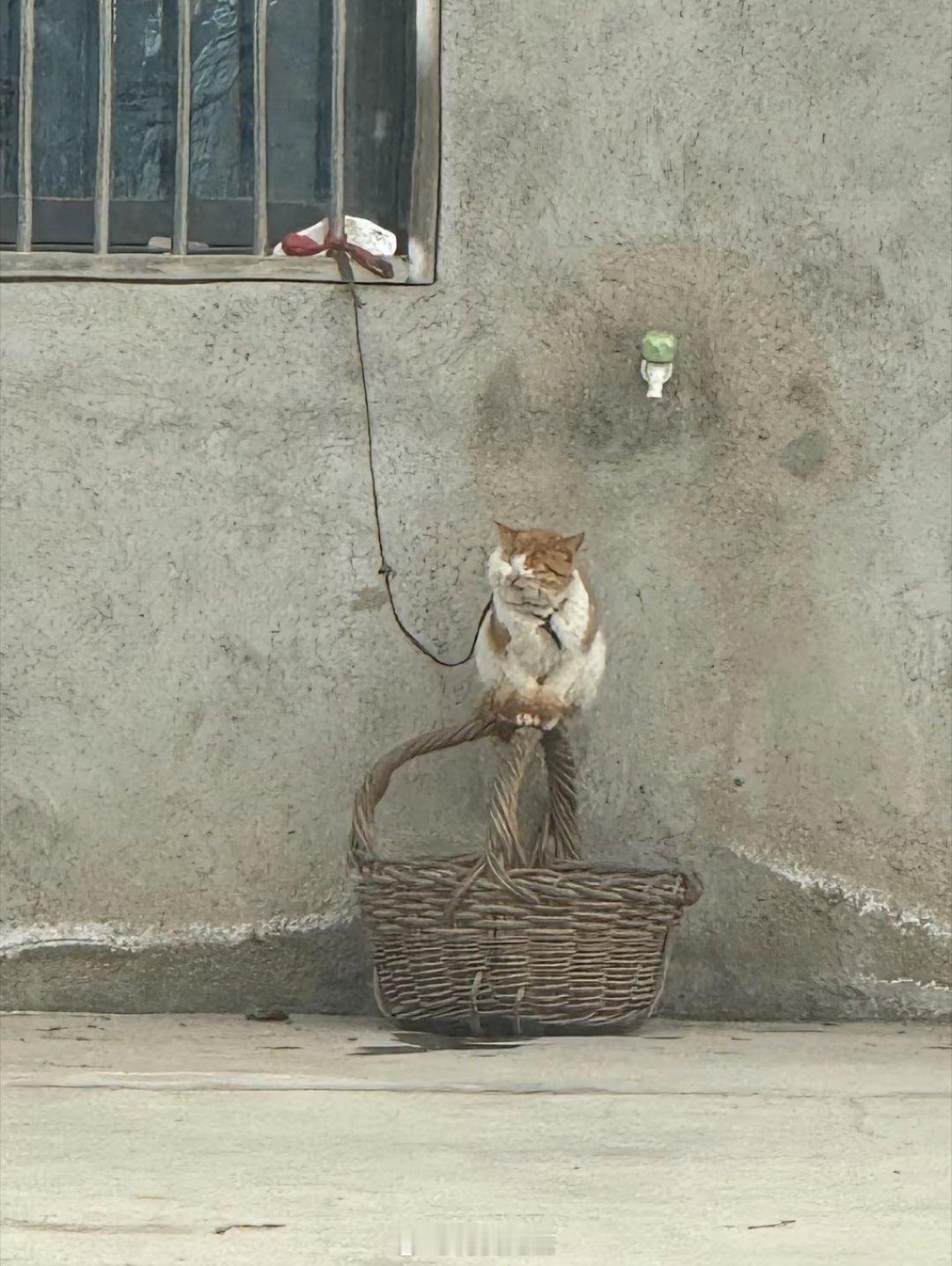 我家对面住着一位独居老人，常年闭门不出，几乎见不到人。他家里养了一只猫，却一直拴