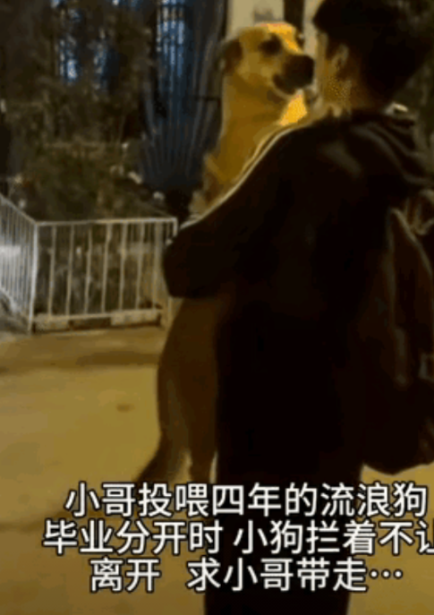 太感人了，一位小哥哥在大学四年期间一直投喂一直流浪狗，他们长生了深厚的感情，可天