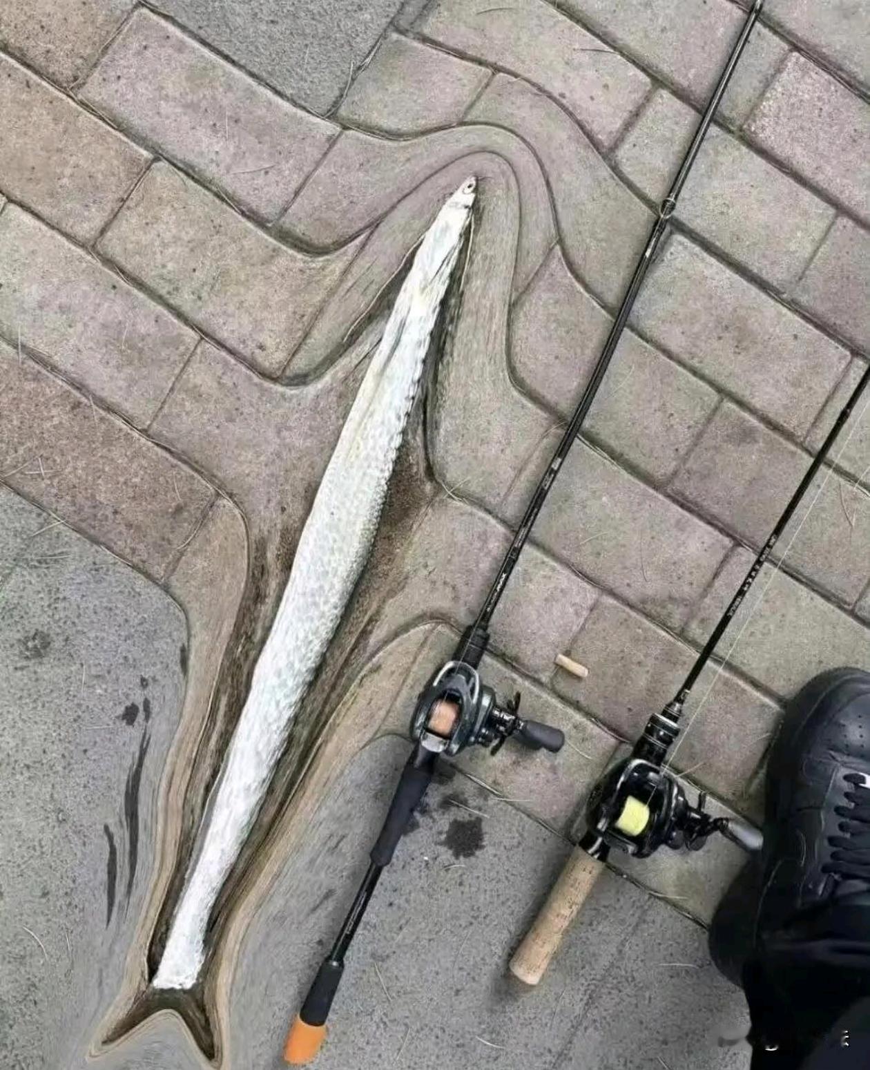 看看这钓的鱼怎么样？