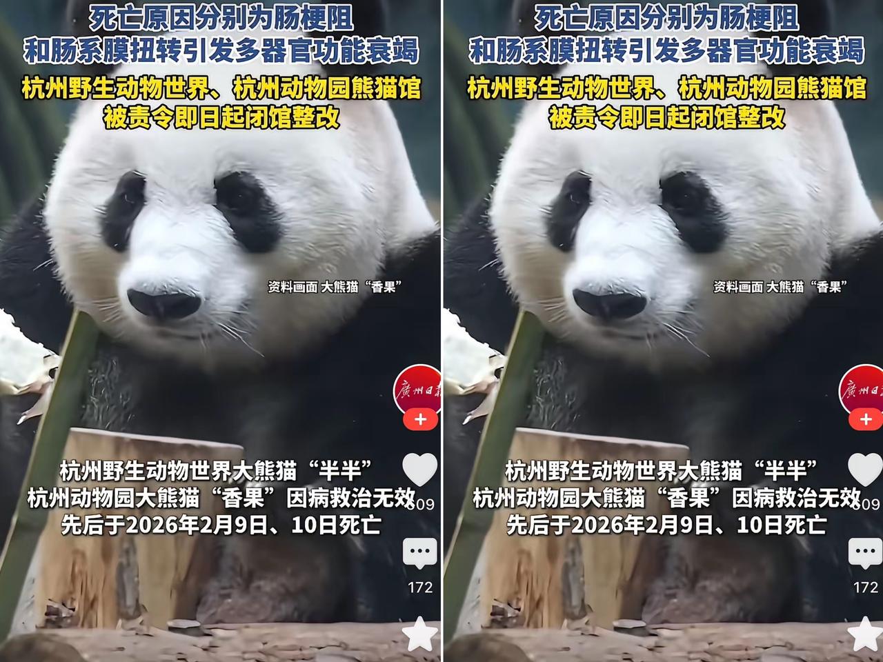 气到发抖！杭州接连养死大熊猫，哪里是意外，分明是商业逐利下的养护缺位！国宝被