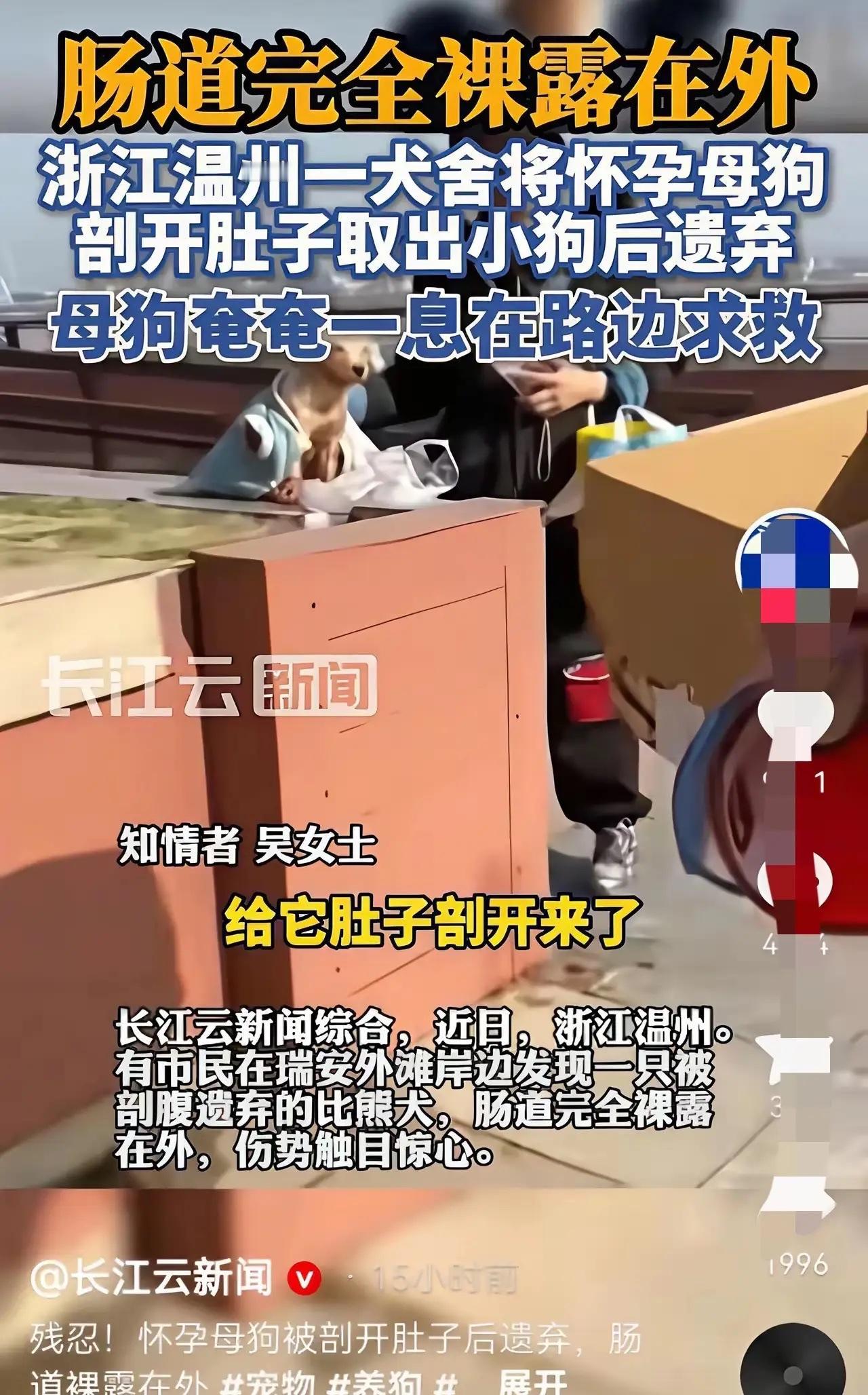 母狗难产被主人剖腹弃养：刀口裸露肠穿肚烂，路边奄奄一息不吭一声，太让人心疼！