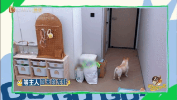 小狗人生的二分之一都在等主人回家监控里的小狗不会抱怨，只会把脑袋搁在前爪上，从