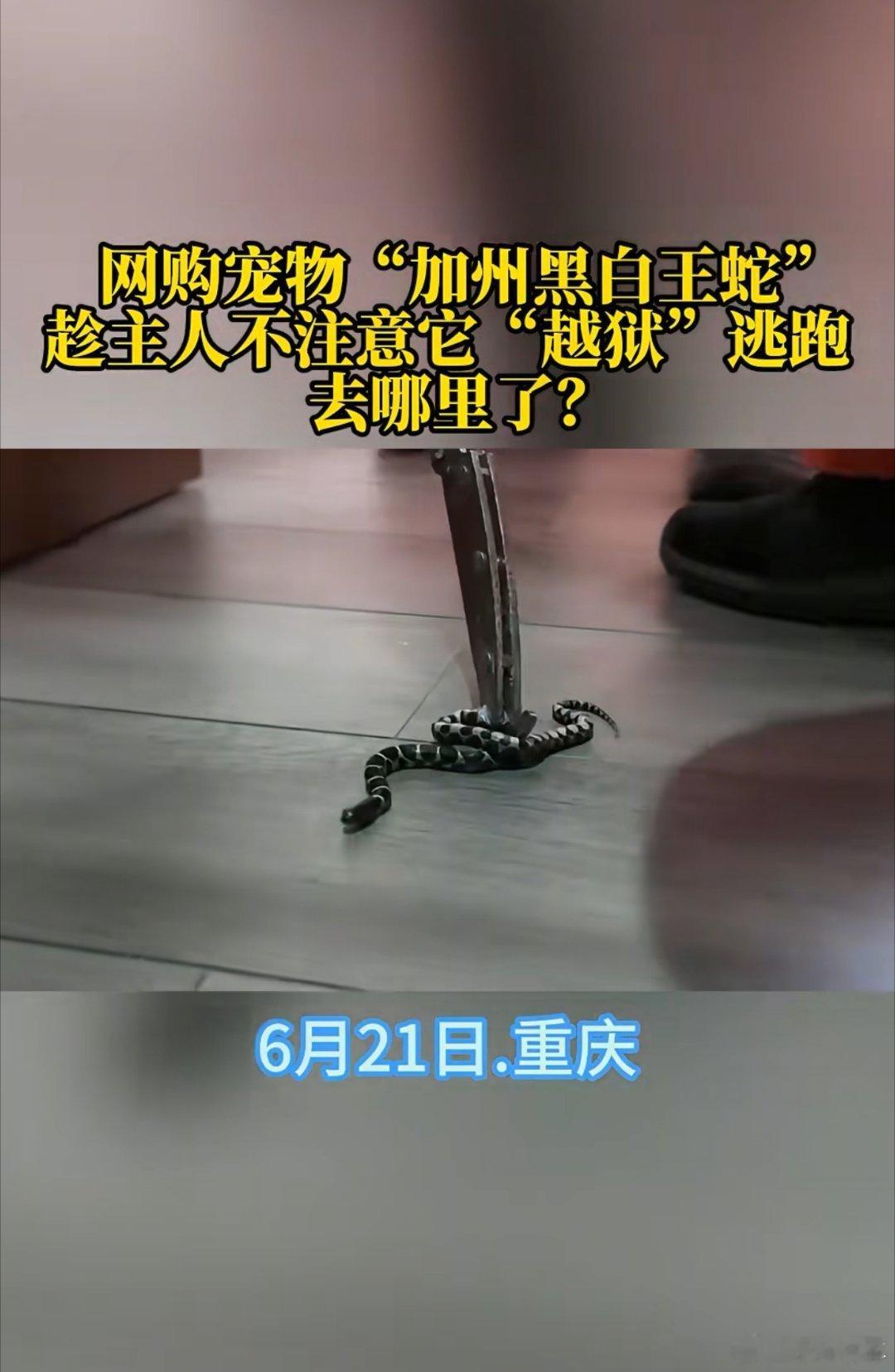 女子给宠物蛇喂食时蛇窜出罐子逃跑怕为什么要养呢？看着好吓人啊，我看见蛇就害怕更别
