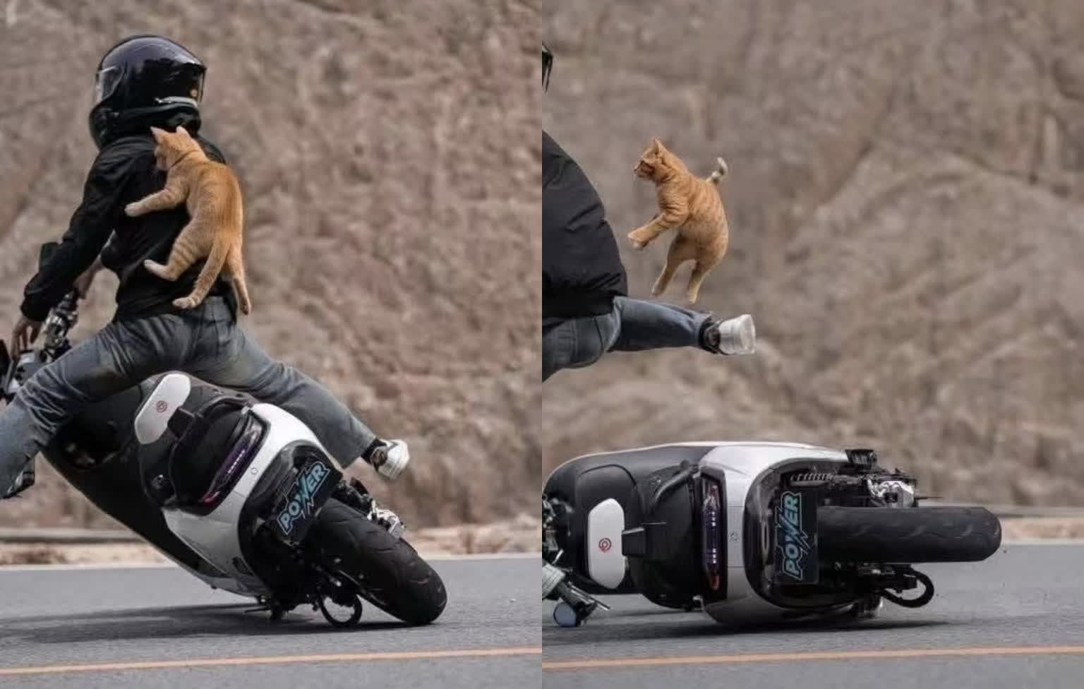 一个倒霉又好笑的故事，纵使身手灵活的猫咪也难逃一劫[捂脸哭][捂脸哭]