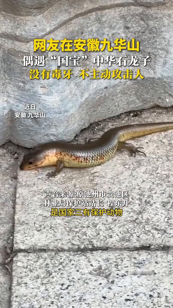 网友在安徽九华山偶遇