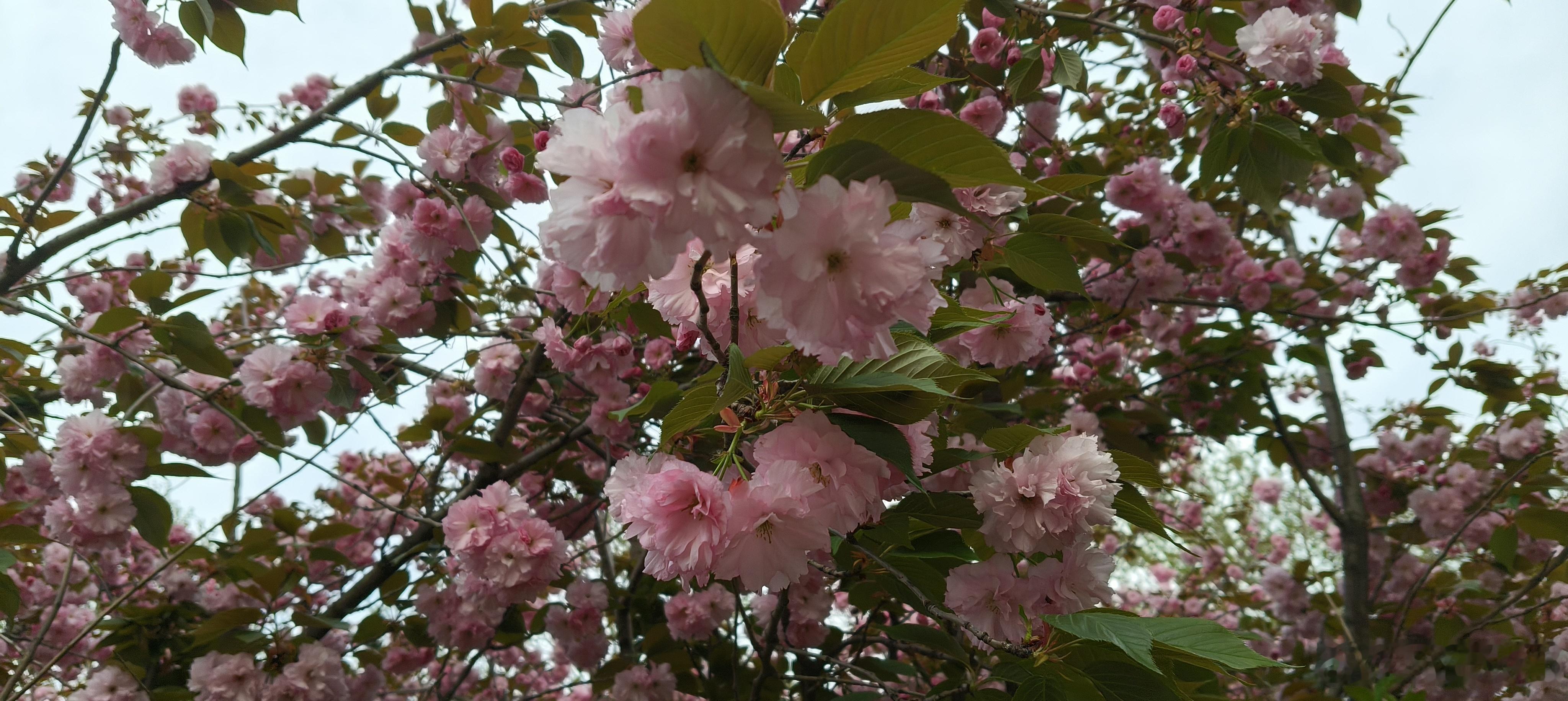 樱花🌸绽放，太美了，美得让人陶醉