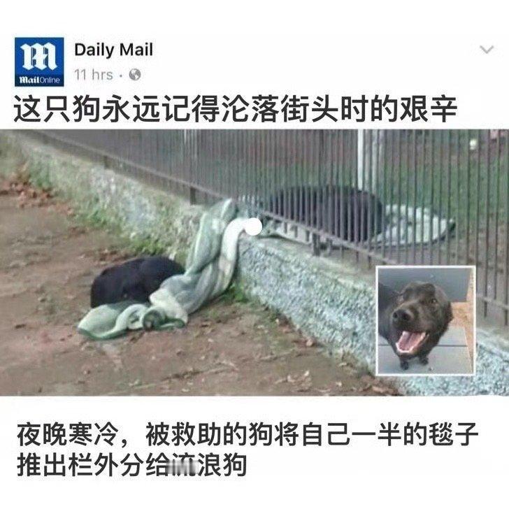 夜晚寒冷，被救助的狗将自己一半的毯子推出栏外分给流浪狗​​​