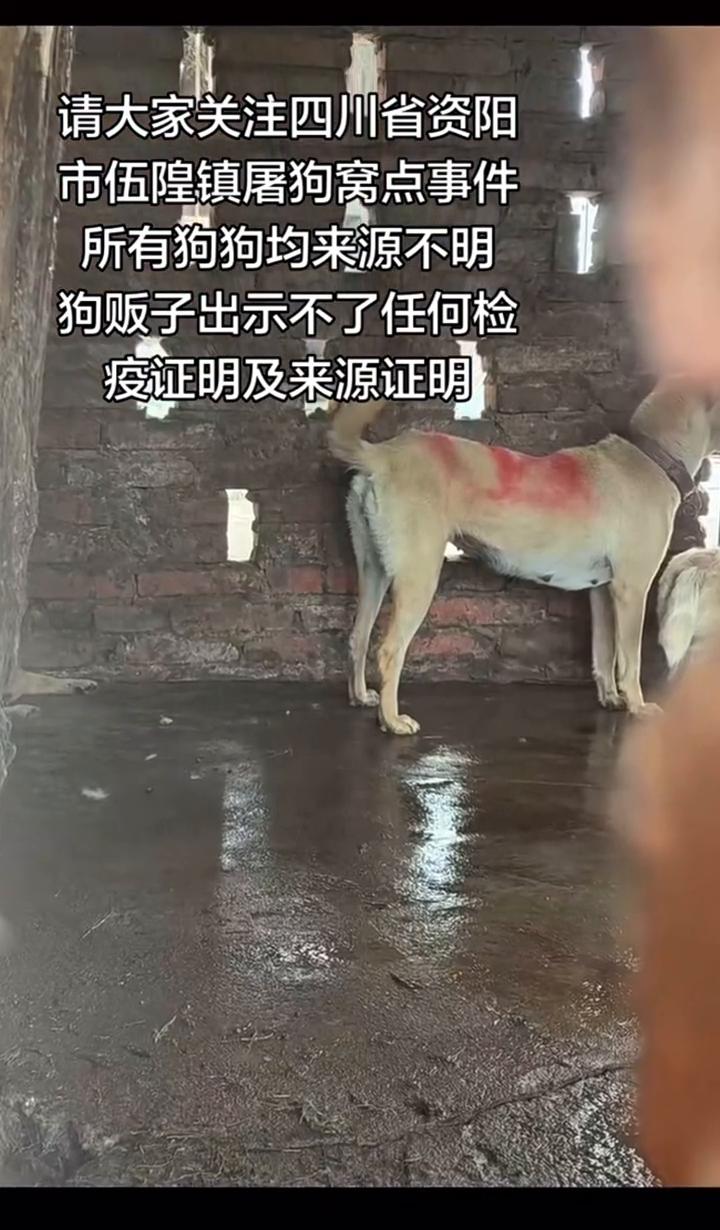 请大家关注四川省资阳市伍隍镇屠狗窝点事件，所有狗狗均来源不明，狗贩子出示不了任何