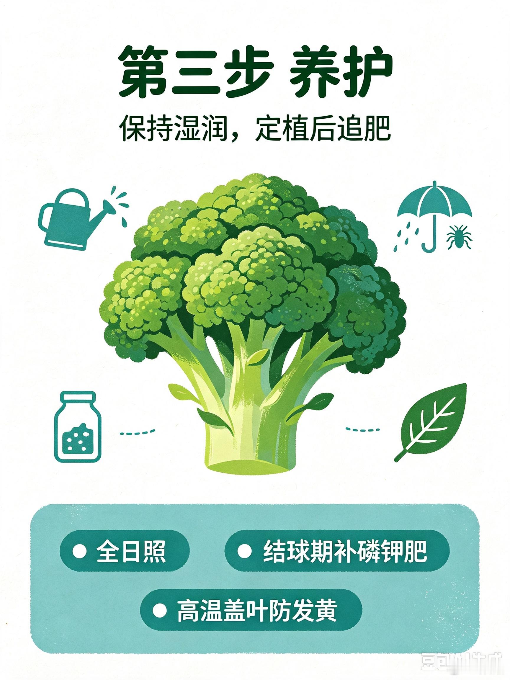 🥦西兰花家庭种植完整科普【阳台菜园｜西兰花种植教程】西兰花喜凉怕热，最佳播种：